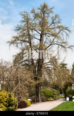 Spring, Royal Botanic Gardens, Kew, Londres, Royaume-Uni. Un énorme arbre de maidenhair (ginkgo biloba) planté en 1762 par la princesse Augusta, mère du roi George III Banque D'Images