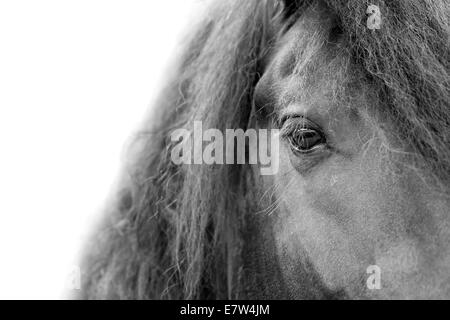 Close up d'un étalon frison / Friesian horse head eye et la crinière avec fond blanc Banque D'Images