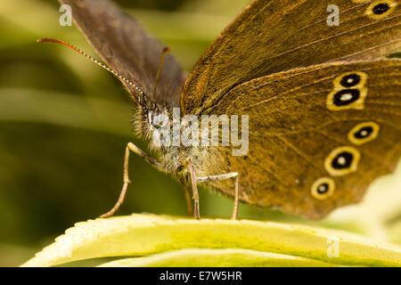 Aphantopus hyperantus, un papillon, tourné à partir de l'avant et ci-dessous pour afficher la tête et underwings Banque D'Images