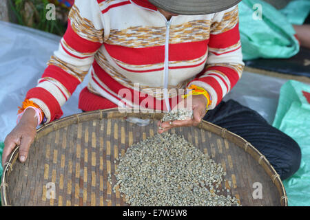 Femme sélection des grains de café après le séchage au soleil à Paksong, Plateau des Bolavens, Laos Banque D'Images