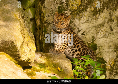 Amur Leopard Cub extrêmement rares (Panthera pardus orientalis) portant sur la roche Banque D'Images