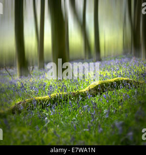 Bluebells à la SRCFA Bois dans le bas, Wharfedale Yorkshire Dales, Angleterre Banque D'Images
