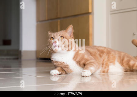 Le gingembre Cat détente à la maison et se sentir à l'aise Banque D'Images