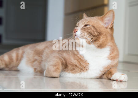 Le gingembre Cat détente à la maison et se sentir à l'aise Banque D'Images