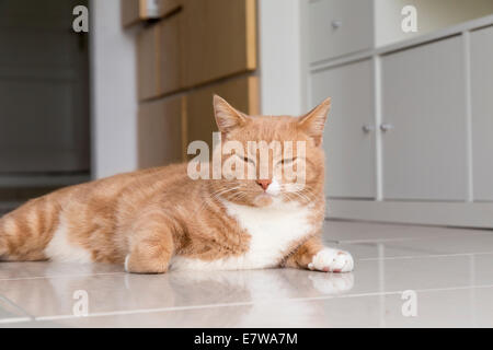 Le gingembre Cat détente à la maison et se sentir à l'aise Banque D'Images