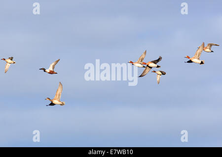 Anas clypeata, Canard souchet. La photo a été prise dans le golfe de Kandalakcha la Mer Blanche. La Russie, région de Mourmansk. Island Banque D'Images