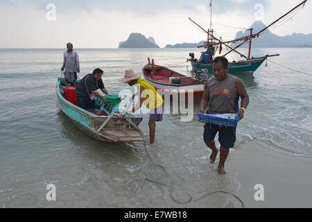 Prachuap Khiri Khan, Thailand - Mars 22, 2014 : les pêcheurs déchargeant le calmar sur la plage à Prachuap Khiri Khan, Thaïlande Banque D'Images