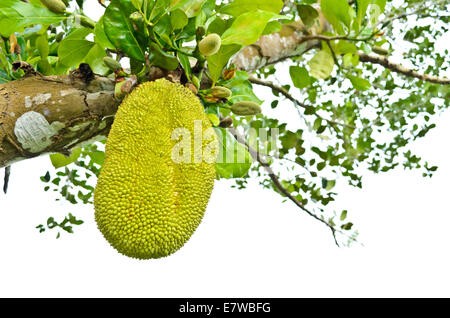 Le Jaque est une maturation des fruits tropicaux sur l'arbre. Banque D'Images