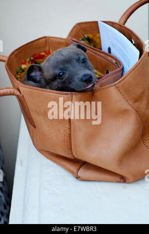 Whippet puppy dog en cours dans son sac à main des femmes Banque D'Images