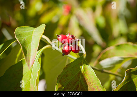 Cornouiller fleuri tree fruits en automne (Cornus florida) - Virginia USA Banque D'Images