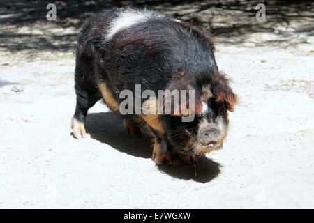 Cochon de Kunekune Banque D'Images