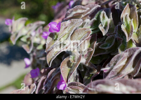 L'usine de velours blanc, blanc, plante aka Gossamer Hairy juif errant, la tradescantie de l'Ouest (Tradescantia sillamontana Cobweb) - USA Banque D'Images