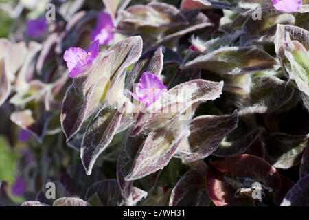 L'usine de velours blanc, blanc, plante aka Gossamer Hairy juif errant, la tradescantie de l'Ouest (Tradescantia sillamontana Cobweb) - USA Banque D'Images