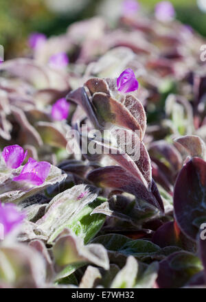 L'usine de velours blanc, blanc, plante aka Gossamer Hairy juif errant, la tradescantie de l'Ouest (Tradescantia sillamontana Cobweb) - USA Banque D'Images