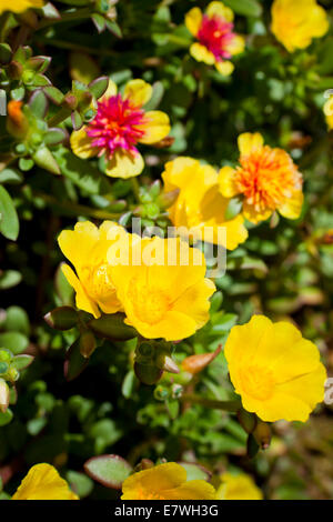 Purselane purselane plante commune (Portulaca oleracea) - USA Banque D'Images