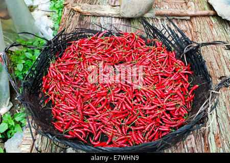 Red Hot Chili Peppers séchant au soleil. Banque D'Images