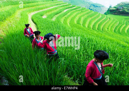 Le Longsheng Rizières en terrasses, aussi appelé le Longji terrasses de riz, Banque D'Images