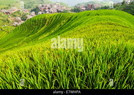 Le Longsheng Rizières en terrasses, aussi appelé le Longji terrasses de riz, Banque D'Images