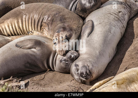 Les éléphants de mer se reposant sur la plage de Californie, Piedras Blancas. Banque D'Images
