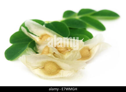 Les feuilles de Moringa avec seed over white background Banque D'Images