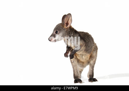 Swamp Wallaby (Wallabia bicolor) Banque D'Images