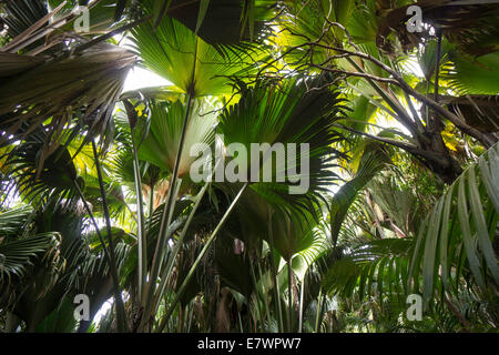 D'énormes feuilles de palmier, les Maldives ou de coco Coco de Mer (Lodoicea maldivica), une espèce endémique du palmier, Vallée de Mai, Praslin Banque D'Images