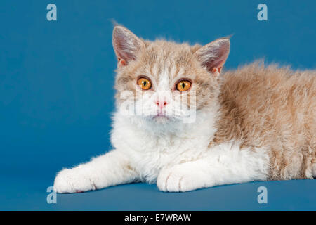 Selkirk Rex chaton, 10 semaines, la couleur lilac mackerel tabby white Banque D'Images