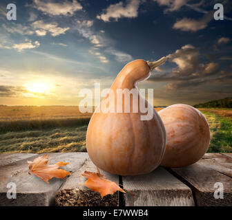 Pumpkins sur table en bois sur un arrière-plan du champ Banque D'Images
