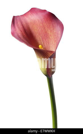 Calla rose Banque D'Images