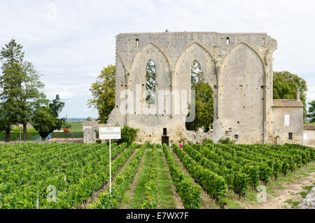 Vinyard appartenant à Chateau Les Grandes Murailles, les grands murs, à St Emilion, Bordeaux Banque D'Images