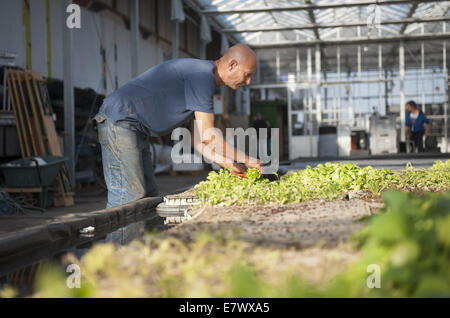 Rotterdam, Hollande méridionale, Pays-Bas, Hollande. 17 Sep, 2014. René Verstraeten, employé de.à partir de votre propre ville.Les feuilles de laitue préparation est d'une île flottante pleine de plantes de laitue dans un réservoir d'eau.À Rotterdam, la ville ferme .de votre propre ville.cultive le tilapia, le poisson-chat et les légumes dans un aquaponicssystem. Le projet est supervisé par l'Université de Wageningen. Ils sont encore dans une phase expérimentale, mais lentement la production de laitues est en augmentation. Cette année, la production est encore renforcée avec la culture des herbes. Leur aquaponicssysteem est la plus importante d'E Banque D'Images