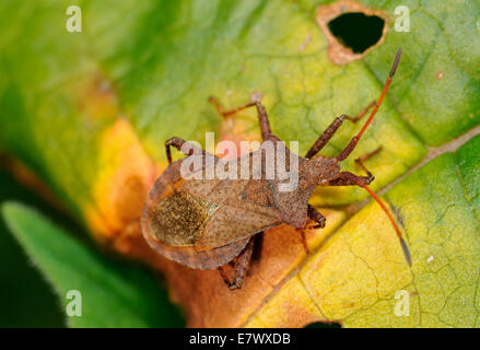 Bogue ou Bug Squash Dock - Coreus marginatus Banque D'Images