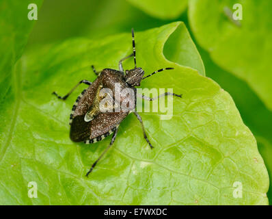 Hairy Shieldbug ou Prunelle - Dolycoris baccarum Bug Banque D'Images