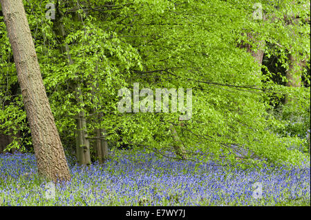 The Royal Botanic Gardens, Kew, Londres, Royaume-Uni. Les cloches (hyacinthoides non-scripta) fleurissent au printemps dans l'aire de conservation Banque D'Images