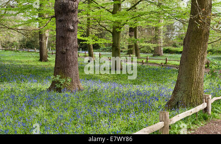 The Royal Botanic Gardens, Kew, Londres, Royaume-Uni. Les cloches (hyacinthoides non-scripta) fleurissent au printemps dans l'aire de conservation Banque D'Images