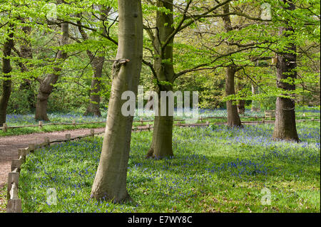 The Royal Botanic Gardens, Kew, Londres, Royaume-Uni. Les cloches (hyacinthoides non-scripta) fleurissent au printemps dans l'aire de conservation Banque D'Images