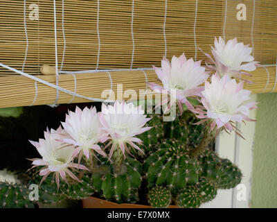 Fleurs de cactus rose qui fleurit pour un jour seulement Banque D'Images