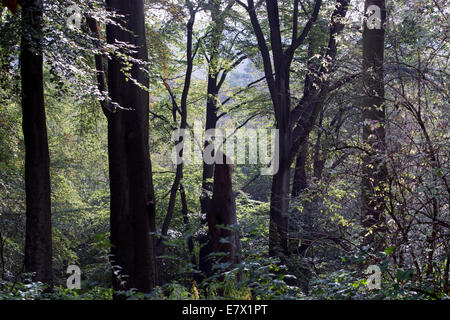 À bois Lickey Hills Country Park, Worcestershire, Angleterre, RU Banque D'Images
