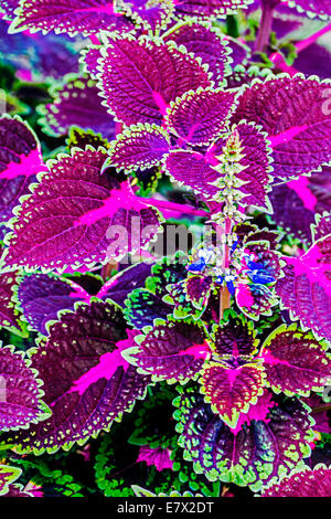 Contexte avec des plantes ornementales, de couleur violet et vert. Banque D'Images