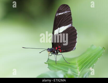 Sara Sara ou Longwing Heliconian butterfly (Heliconius sara) vue ventrale, ce qui pose, sur une feuille Banque D'Images