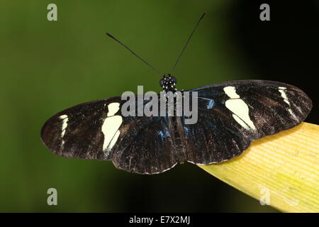 Sara Sara ou Longwing Heliconian butterfly (Heliconius sara) vue dorsale Banque D'Images