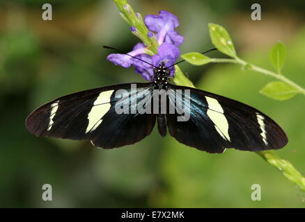 Sara Sara ou Longwing Heliconian butterfly (Heliconius sara) vue dorsale, se nourrissant d'un pourpre fleur tropicale Banque D'Images