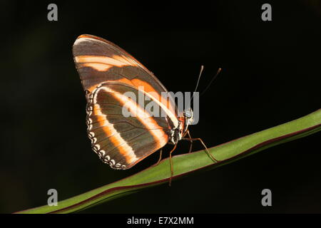 Orange bagués Heliconian (Dryadula phaetusa) sur un brin d'herbe. A.k.a.. Orange bagués ou Orange Tiger Butterfly Banque D'Images