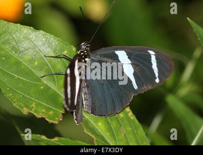 Sara Sara ou Longwing Heliconian butterfly (Heliconius sara), ailes ouvertes Banque D'Images
