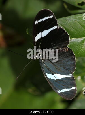 Sara Sara ou Longwing Heliconian butterfly (Heliconius sara) vue dorsale Banque D'Images