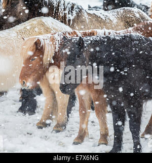 Chevaux Islandais dans une tempête, l'Islande Banque D'Images