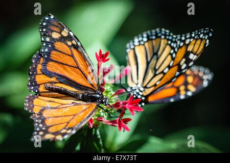 Monarque Danaus plexippus Banque D'Images