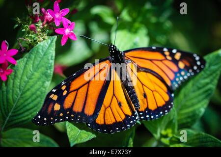 Monarque Danaus plexippus Banque D'Images