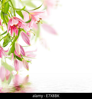 Lily rose Banque D'Images