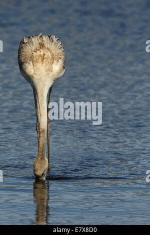 Flamant rose (Phoenicopterus roseus), juvénile, 1 cy Banque D'Images